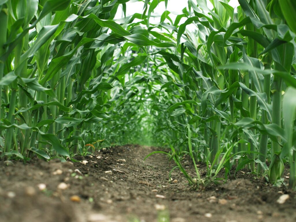 maize-1874193_1280