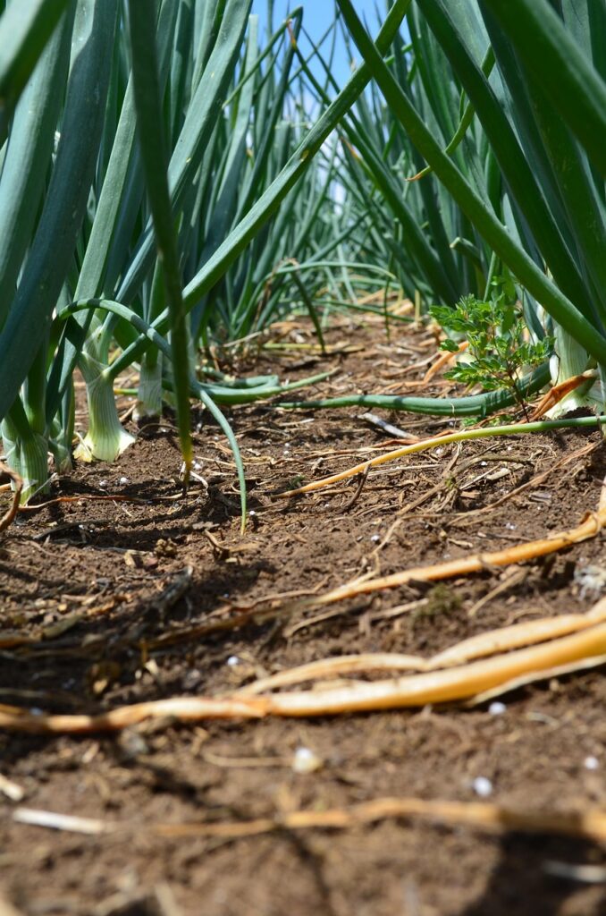onion-2553387_1280