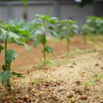 pexels-abuzayd-31767125 (1)