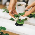 pexels-anntarazevich-7299974 (1)