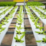 pexels-quang-nguyen-vinh-222549-2518861 (1)