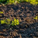 sven-hornburg-YVwovsZmFXY-unsplash (2) (1)