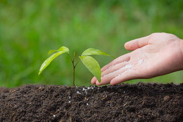 close up picture of hand holding planting the sapling of the plant