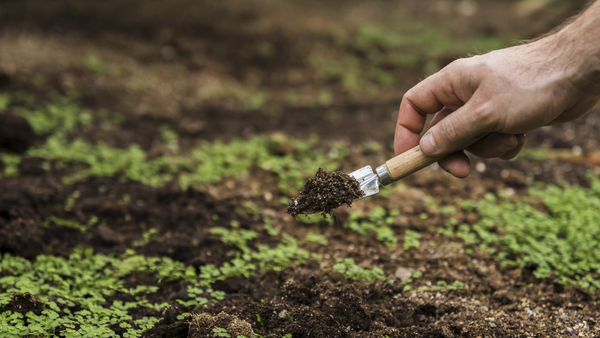 concepto-de-jardineria-con-hombre-plantando (1)